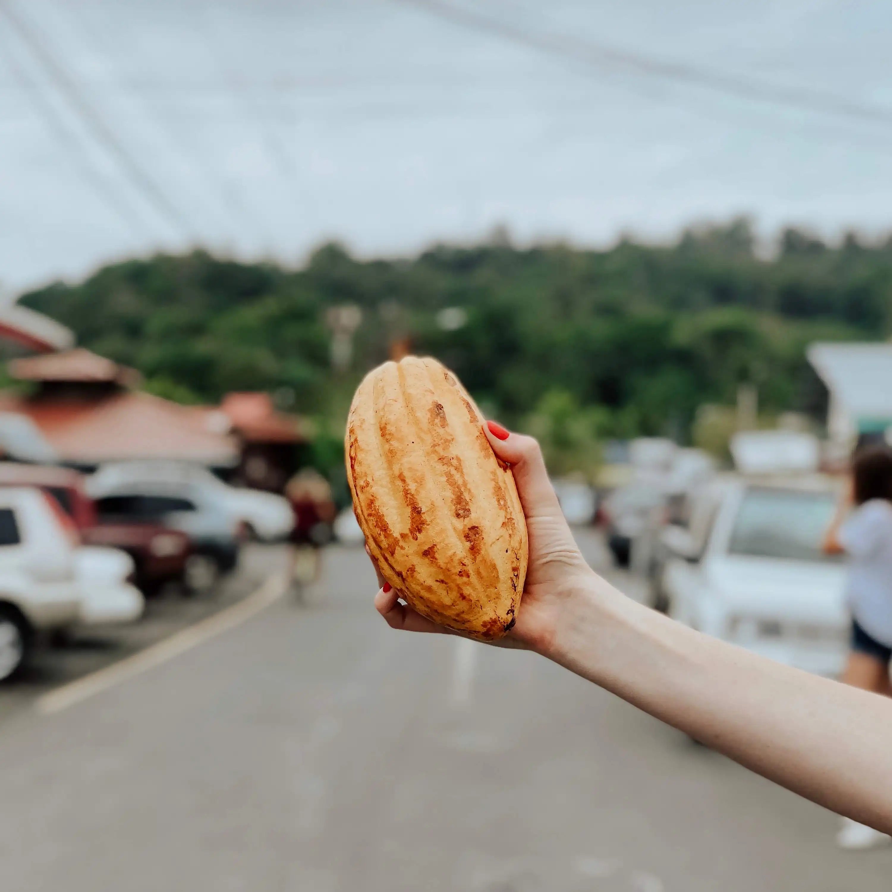 Cacao Pod